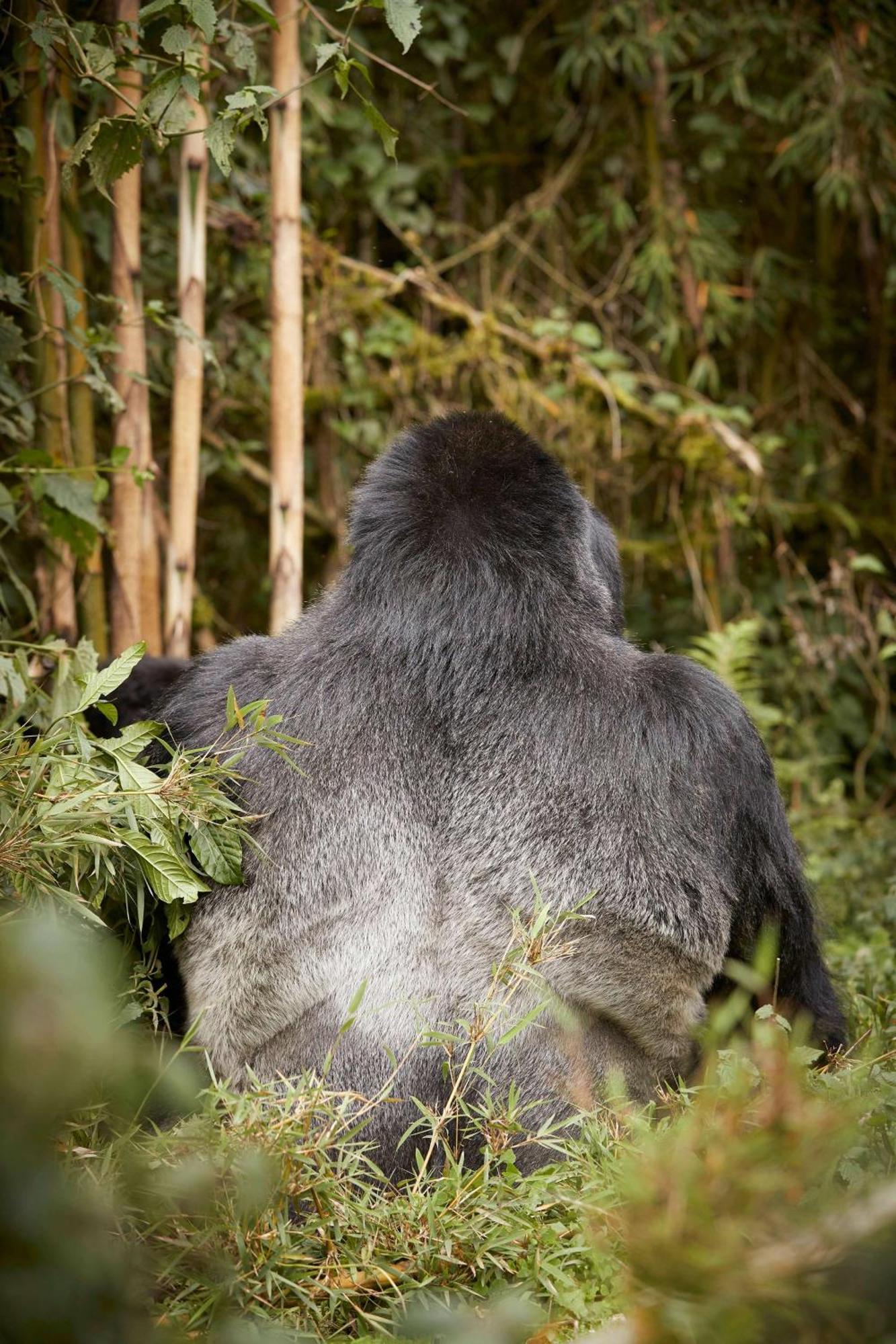 One&Only Gorilla'S Nest Hotel Kinigi ภายนอก รูปภาพ